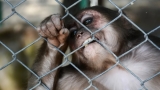 Monkeypox ou La variole du singe : les symptômes à surveiller et les recommandations du National Institute of Health